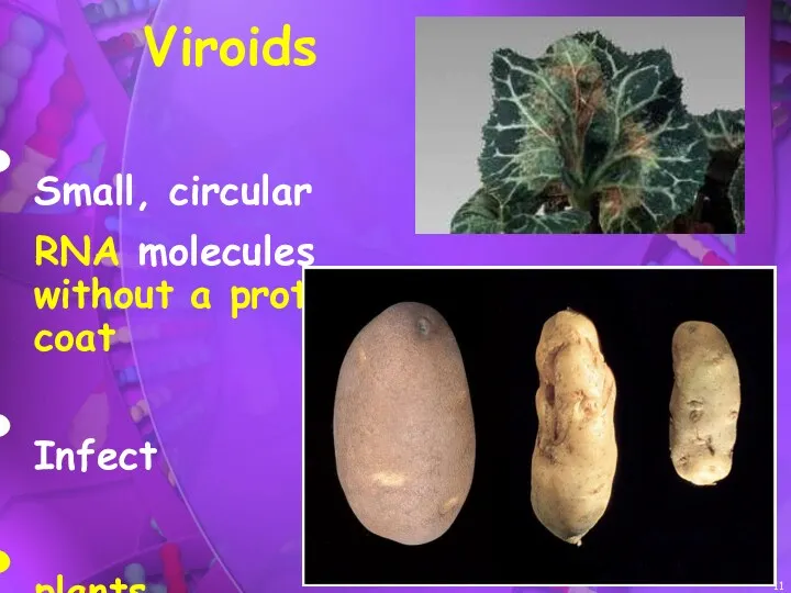 Viroids Small, circular RNA molecules without a protein coat Infect plants