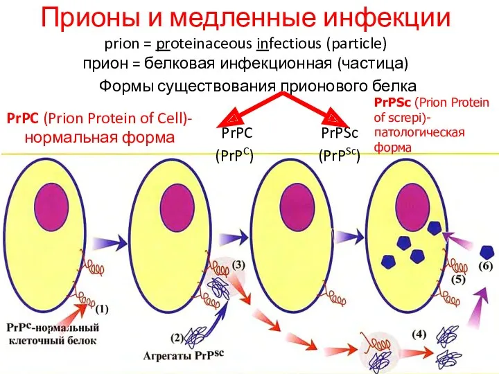 Прионы и медленные инфекции prion = proteinaceous infectious (particle) прион = белковая инфекционная