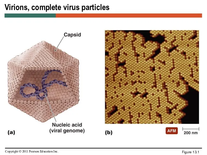 Virions, complete virus particles Figure 13.1