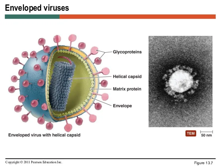 Enveloped viruses Figure 13.7