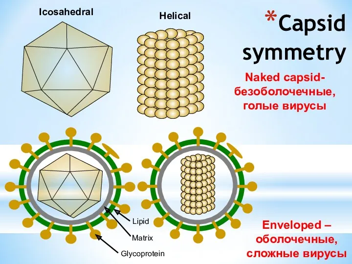 Capsid symmetry Icosahedral Helical Naked capsid- безоболочечные, голые вирусы Enveloped – оболочечные, сложные вирусы