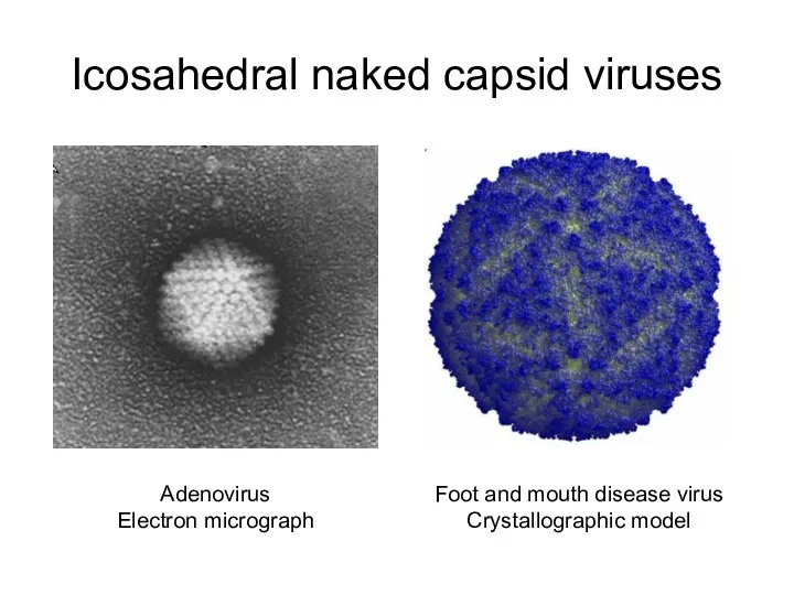 Icosahedral naked capsid viruses