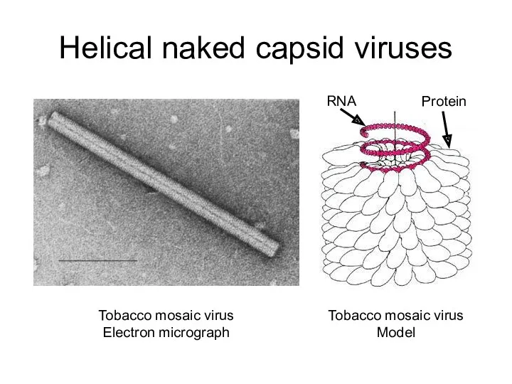 Helical naked capsid viruses Tobacco mosaic virus Electron micrograph Tobacco mosaic virus Model RNA Protein