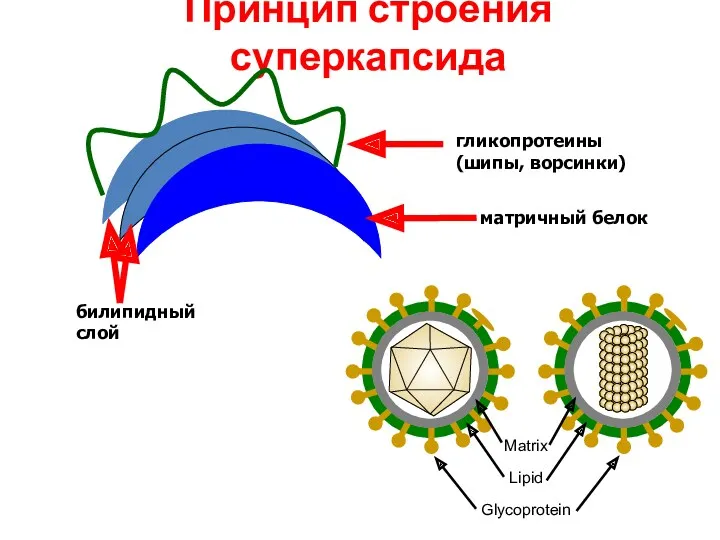 Принцип строения суперкапсида билипидный слой матричный белок гликопротеины (шипы, ворсинки)