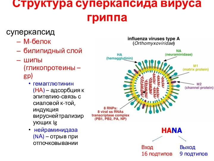 Структура суперкапсида вируса гриппа суперкапсид М-белок билипидный слой шипы (гликопротеины – gp) гемагглютинин