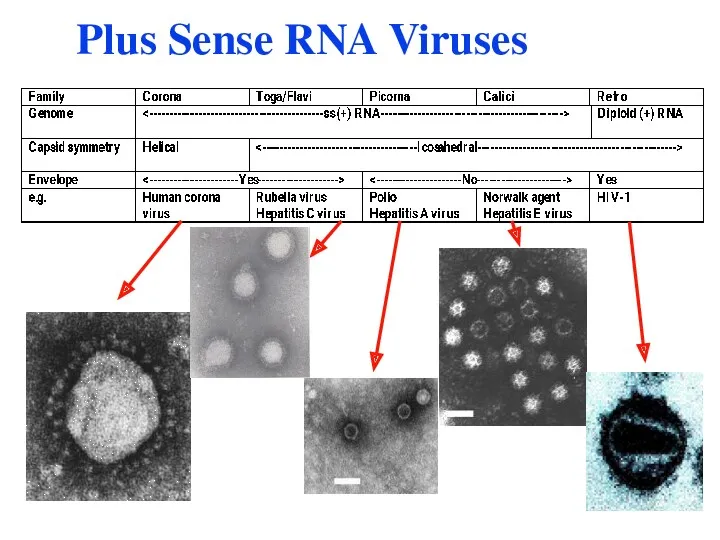 Plus Sense RNA Viruses