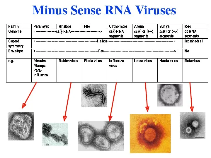 Minus Sense RNA Viruses