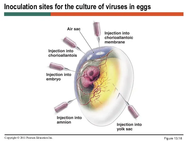 Inoculation sites for the culture of viruses in eggs Figure 13.18