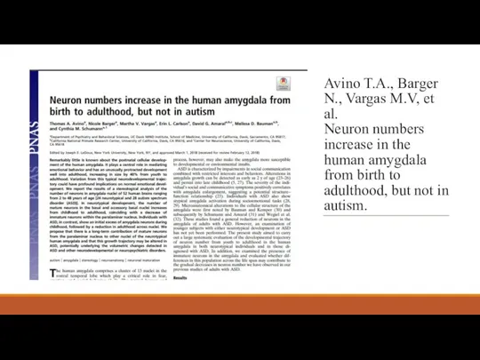 Avino T.A., Barger N., Vargas M.V, et al. Neuron numbers