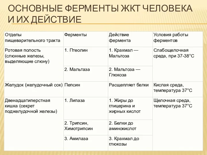 ОСНОВНЫЕ ФЕРМЕНТЫ ЖКТ ЧЕЛОВЕКА И ИХ ДЕЙСТВИЕ