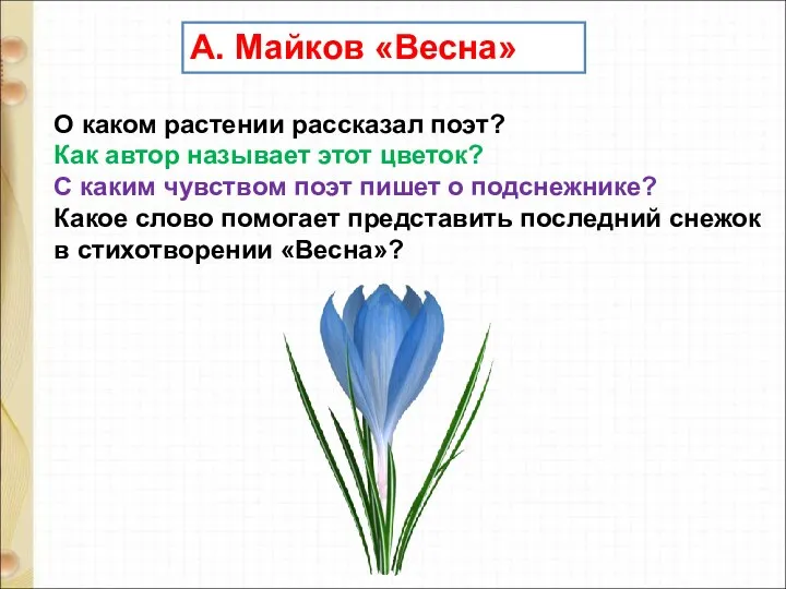 А. Майков «Весна» О каком растении рассказал поэт? Как автор