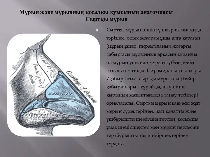 Сыртқы мұрын пішіні үшқырлы пиамида тәріздес, оның жоғарғы ұшы алға қараған (мұрын ұшы);