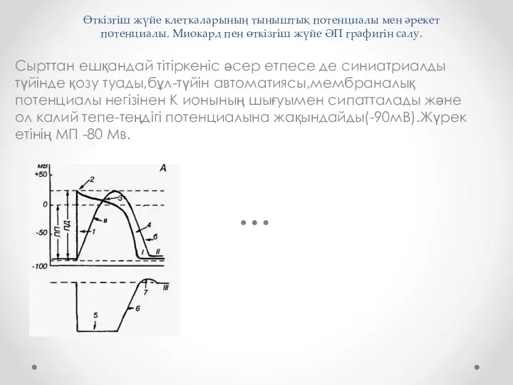 Өткізгіш жүйе клеткаларының тыныштық потенциалы мен әрекет потенциалы. Миокард пен өткізгіш жүйе ӘП