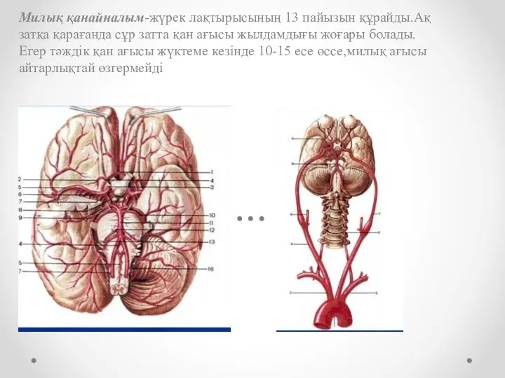 Милық қанайналым-жүрек лақтырысының 13 пайызын құрайды.Ақ затқа қарағанда сұр затта