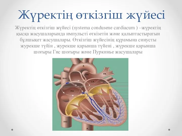 Жүректің өткізгіш жүйесі Жүректің өткізгіш жүйесі (systema condusene cardiacum ) –жүректің қысқа жасушаларында
