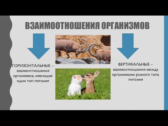 ВЗАИМООТНОШЕНИЯ ОРГАНИЗМОВ ГОРИЗОНТАЛЬНЫЕ – взаимоотношения организмов, имеющие один тип питания