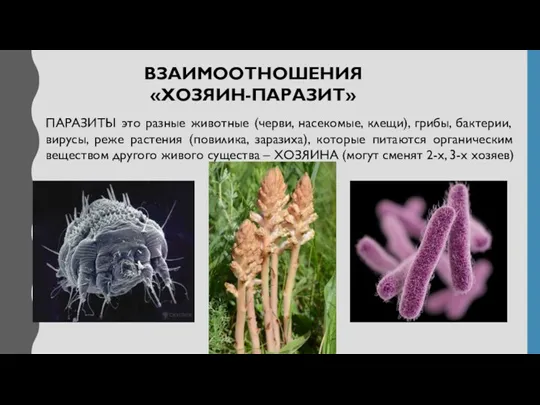 ВЗАИМООТНОШЕНИЯ «ХОЗЯИН-ПАРАЗИТ» ПАРАЗИТЫ это разные животные (черви, насекомые, клещи), грибы,