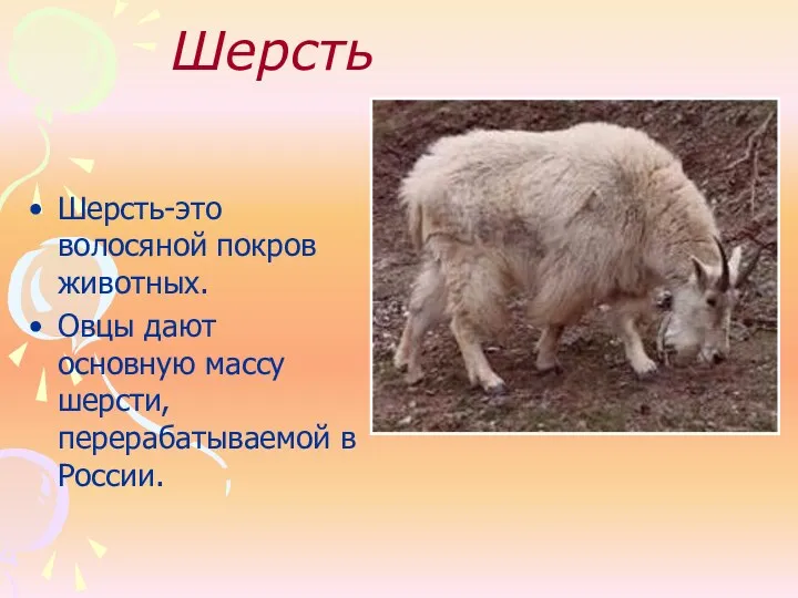 Шерсть Шерсть-это волосяной покров животных. Овцы дают основную массу шерсти, перерабатываемой в России.