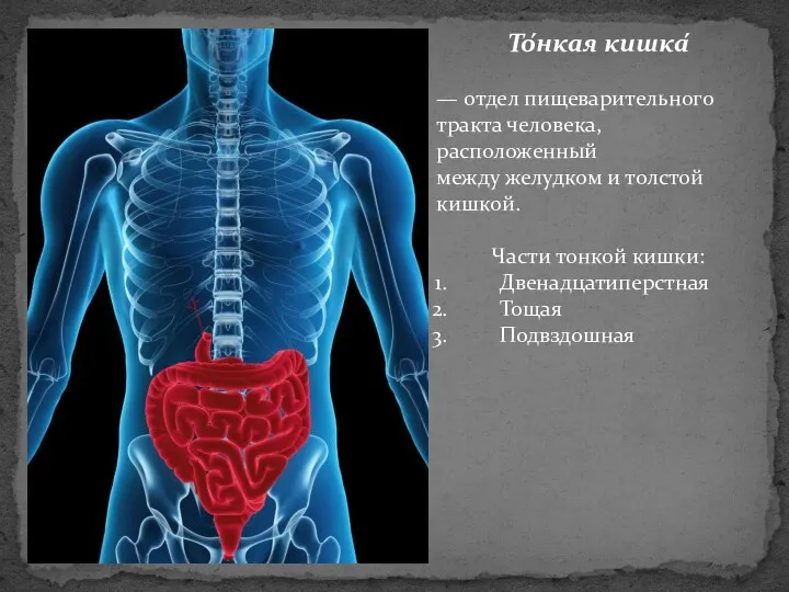То́нкая кишка́ — отдел пищеварительного тракта человека, расположенный между желудком и толстой кишкой.
