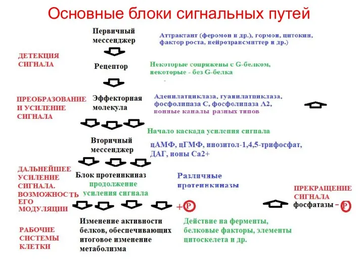 Основные блоки сигнальных путей