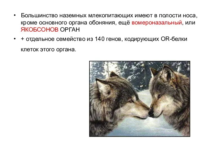 Большинство наземных млекопитающих имеют в полости носа, кроме основного органа