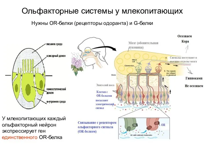 Ольфакторные системы у млекопитающих У млекопитающих каждый ольфакторный нейрон экспрессирует