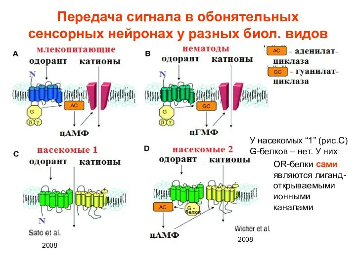 Передача сигнала в обонятельных сенсорных нейронах у разных биол. видов