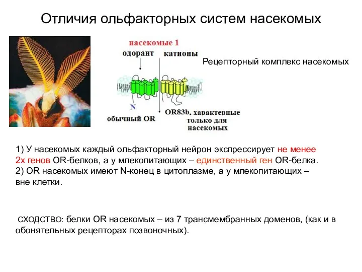 Отличия ольфакторных систем насекомых СХОДСТВО: белки OR насекомых – из