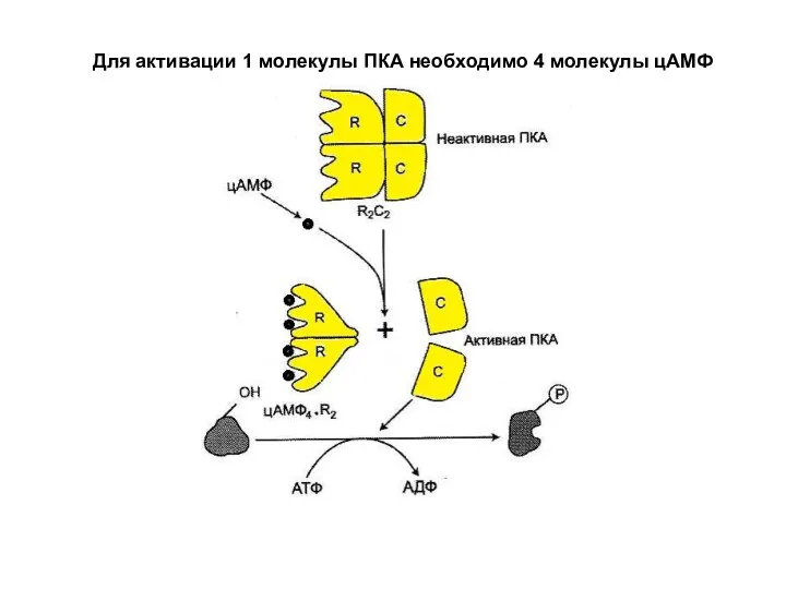 Для активации 1 молекулы ПКА необходимо 4 молекулы цАМФ
