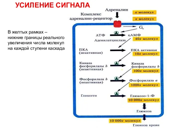 УСИЛЕНИЕ СИГНАЛА В желтых рамках – нижние границы реального увеличения числа молекул на каждой ступени каскада
