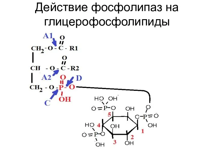 Действие фосфолипаз на глицерофосфолипиды