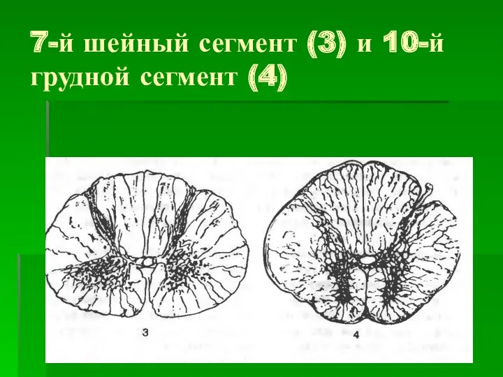 7-й шейный сегмент (3) и 10-й грудной сегмент (4)