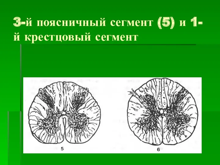 3-й поясничный сегмент (5) и 1-й крестцовый сегмент