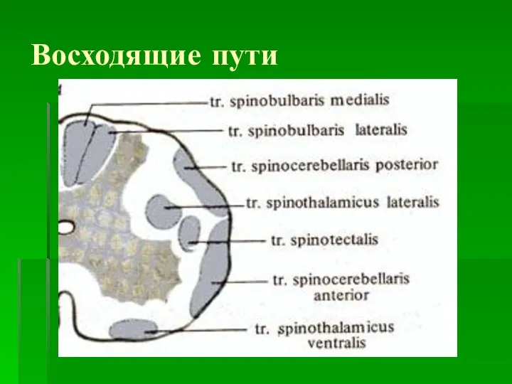 Восходящие пути