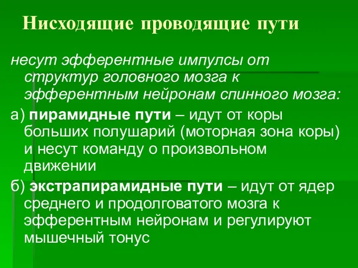 Нисходящие проводящие пути несут эфферентные импулсы от структур головного мозга