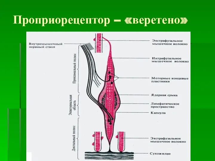 Проприорецептор – «веретено»