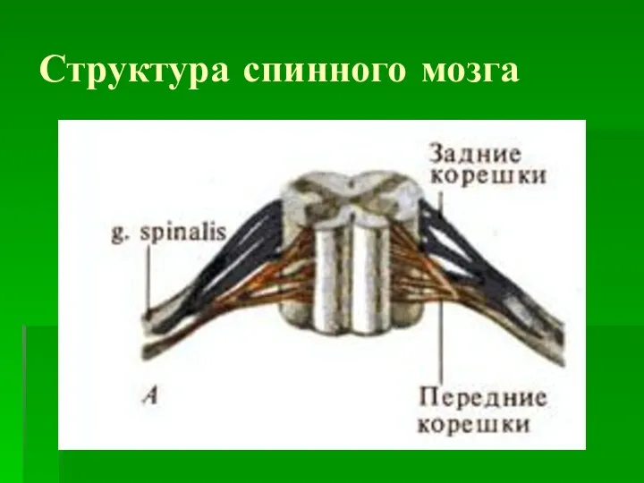 Структура спинного мозга