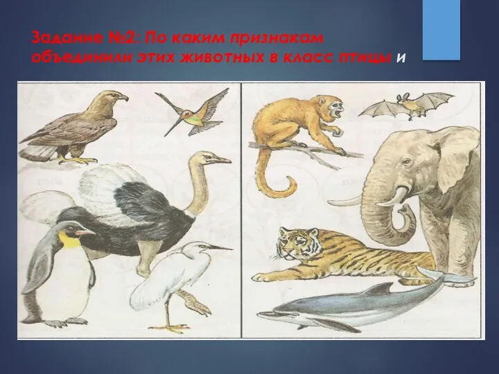 Задание №2: По каким признакам объединили этих животных в класс птицы и класс млекопитающие.