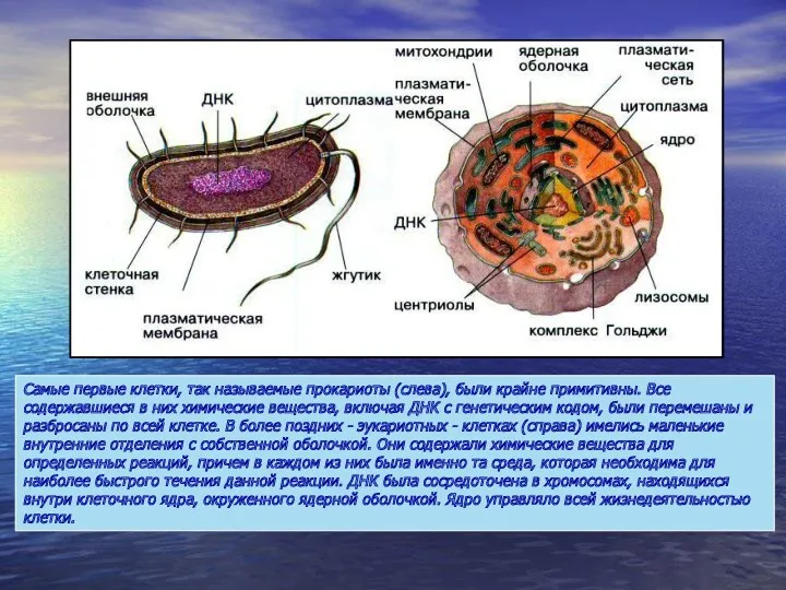 Самые первые клетки, так называемые прокариоты (слева), были крайне примитивны.