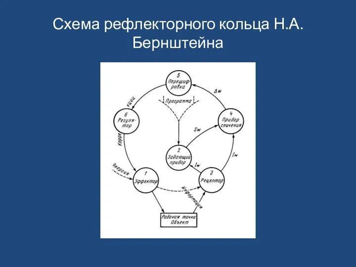 Схема рефлекторного кольца Н.А. Бернштейна