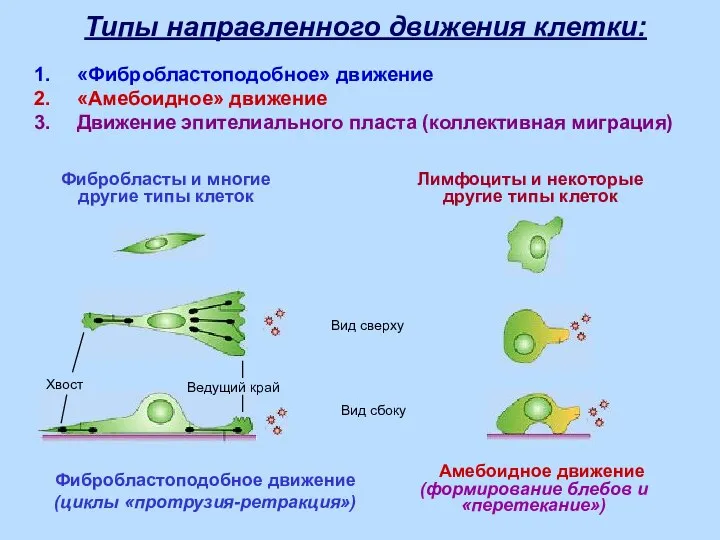 Амебоидное движение (формирование блебов и «перетекание») Фибробластоподобное движение (циклы «протрузия-ретракция»)