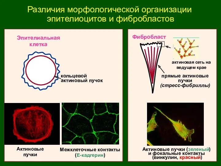 Различия морфологической организации эпителиоцитов и фибробластов Эпителиальная клетка Фибробласт Межклеточные контакты (Е-кадгерин) кольцевой