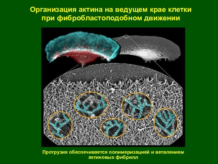 Организация актина на ведущем крае клетки при фибробластоподобном движении Протрузия обеспечивается полимеризацией и ветвлением актиновых фибрилл