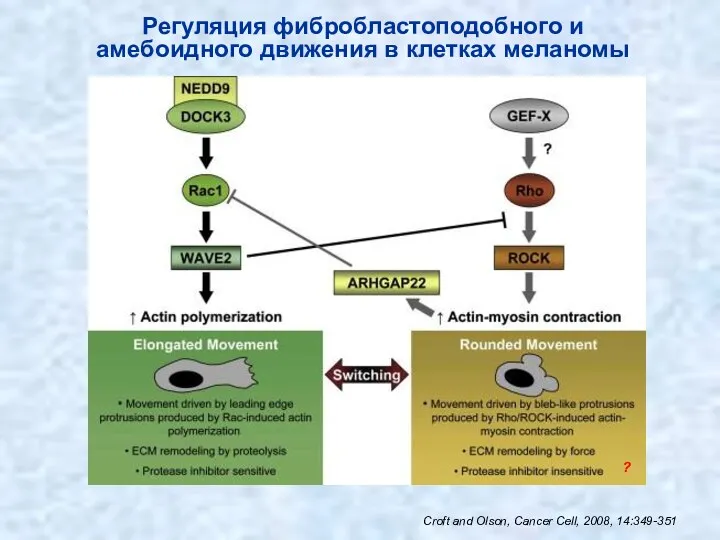 Croft and Olson, Cancer Cell, 2008, 14:349-351 Регуляция фибробластоподобного и амебоидного движения в клетках меланомы ?