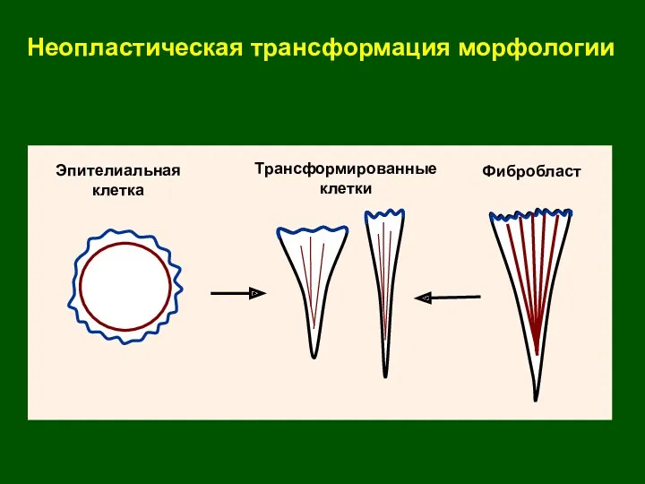 Эпителиальная клетка Фибробласт Трансформированные клетки Неопластическая трансформация морфологии