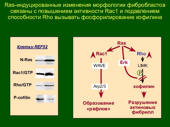 N-Ras Rac1/GTP Rho/GTP P-cofilin Клетки REF52 Rho Ras Rac1 LIMK кофилин Образование «рафлов»