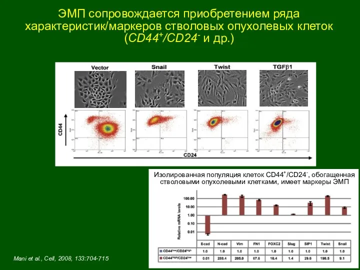 ЭМП сопровождается приобретением ряда характеристик/маркеров стволовых опухолевых клеток (CD44+/CD24- и др.) Mani et