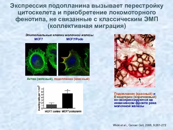 Wicki et al., Cancer Cell, 2006, 9:261-272 Подопланин (красный) и Е-кадгерин (коричневый) ко-экспрессируются