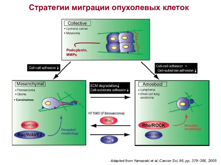 Adapted from Yamazaki et al.,Cancer Sci, 96, pp. 379–386, 2005 Стратегии миграции опухолевых