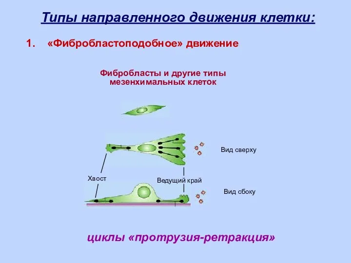 циклы «протрузия-ретракция» Фибробласты и другие типы мезенхимальных клеток Вид сбоку Вид сверху Ведущий